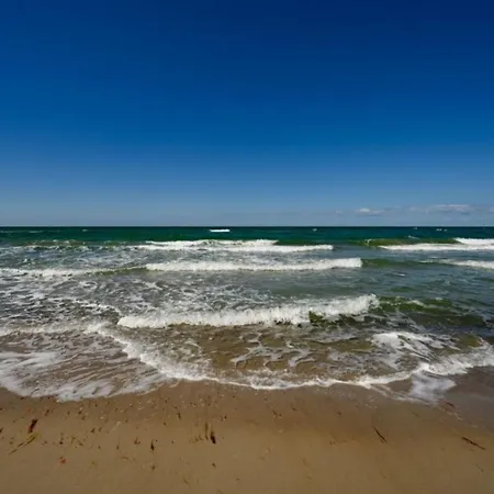 Aster * Graal-Mueritz