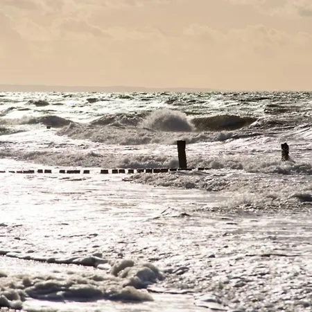 Aster * Graal-Mueritz